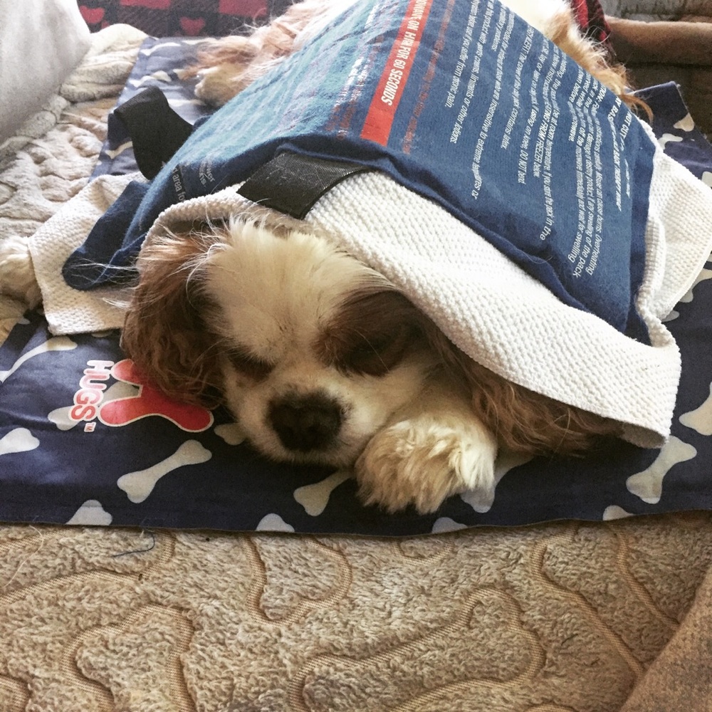 All Proceeds Support This Guy 🐶 - Picture 2 of 5